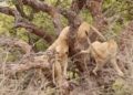 Animal sighting: Lioness pushes another lioness off a tree