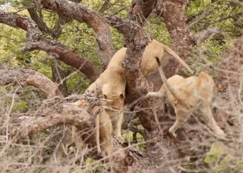 Animal sighting: Lioness pushes another lioness off a tree