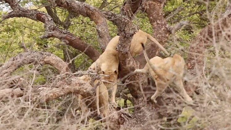 Animal sighting: Lioness pushes another lioness off a tree