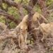 Animal sighting: Lioness pushes another lioness off a tree