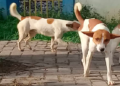 2 Stray Dogs Bite 8 People at Awutu Breku; 2 Dead.
