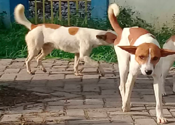 2 Stray Dogs Bite 8 People at Awutu Breku; 2 Dead.