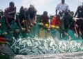 PRO of MoFAD, Karimatu Anas Writes: Benefits of 2022 Closed Fishing Season