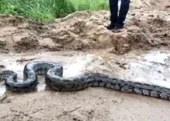 Video: Assin North: Farmer Fights and Kills 18-Foot Python.