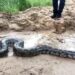 Video: Assin North: Farmer Fights and Kills 18-Foot Python.