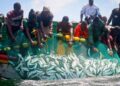 Old Wisdom, New Waves: Harnessing Traditional Knowledge for Smarter Fisheries Management