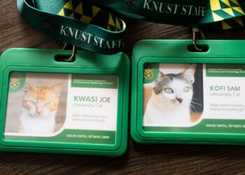 KNUST Introduces Campus Cat Identity Initiative
