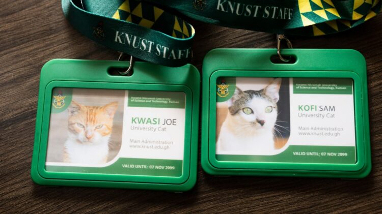 KNUST Introduces Campus Cat Identity Initiative