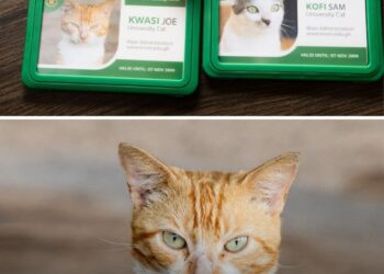 KNUST Issues Identity Cards to Campus Cats