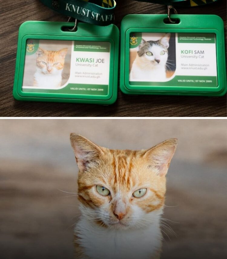 KNUST Issues Identity Cards to Campus Cats